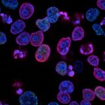 Image blood cells